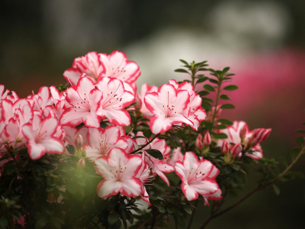 Autors: Lauma Ķeire, LU Botāniskais dārzs