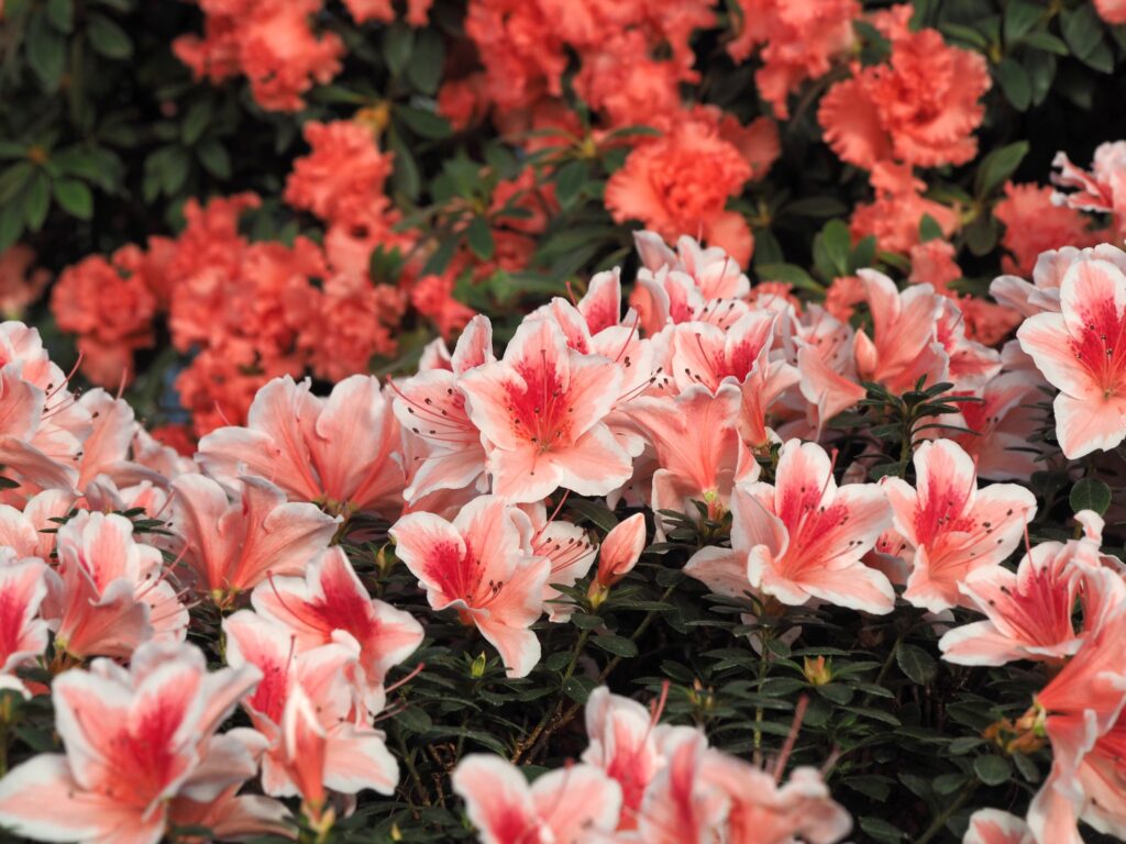 Autors: Lauma Ķeire, LU Botāniskais dārzs