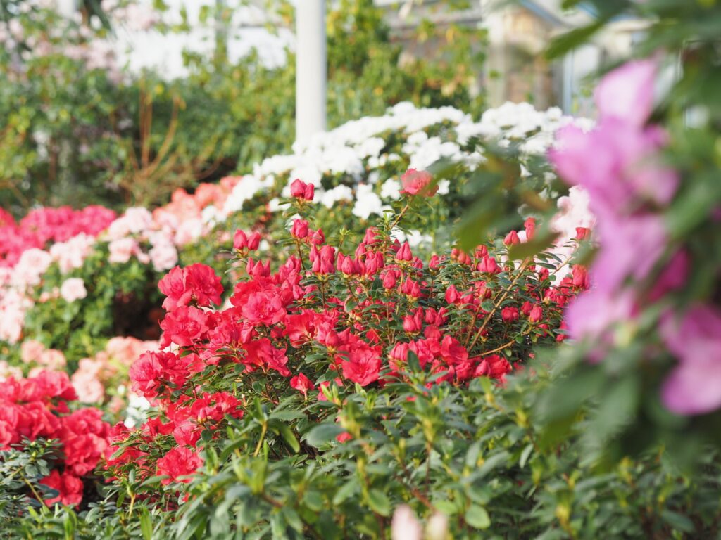 Autors: Lauma Ķeire, LU Botāniskais dārzs