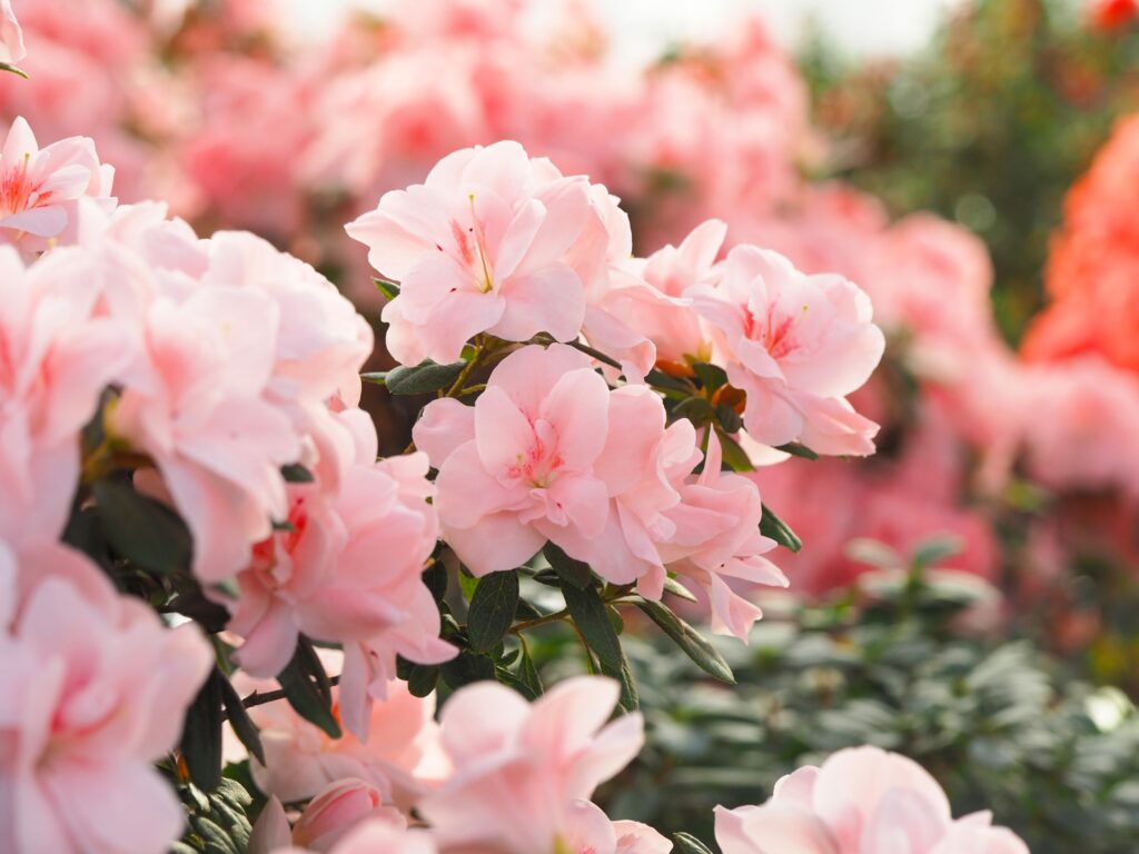 Autors: Lauma Ķeire, LU Botāniskais dārzs