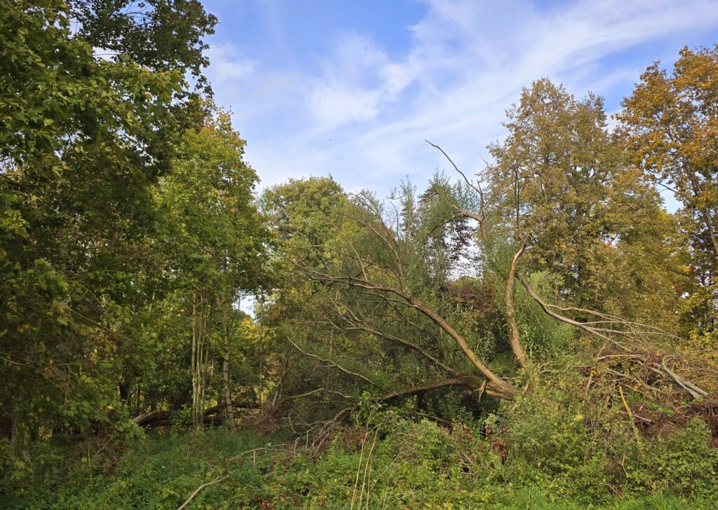 Autors: www.bauskasdzive.lv