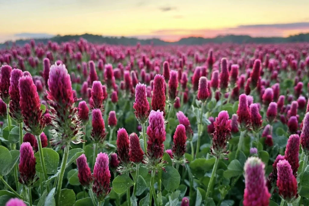 Autors: Algirdas Malakauskas