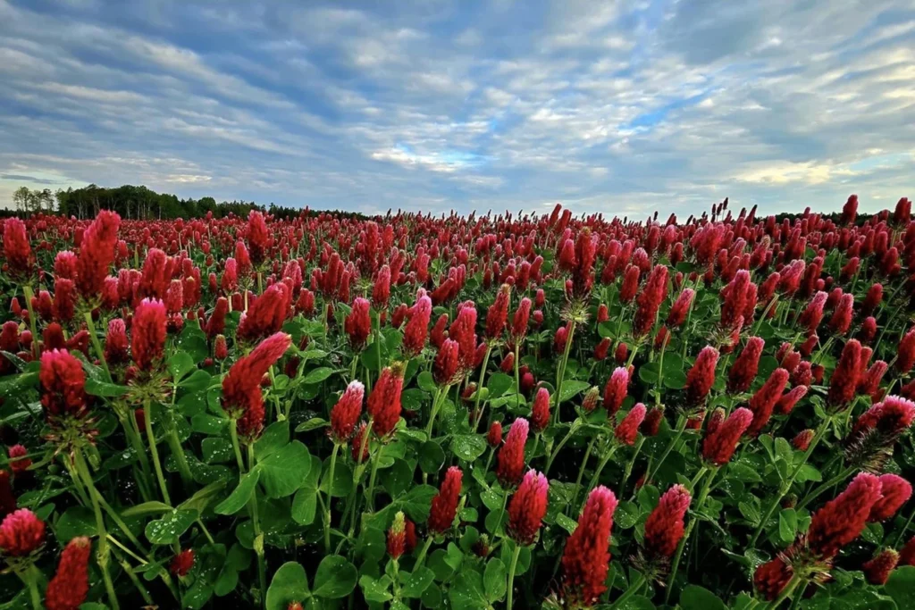 Autors: Algirdas Malakauskas