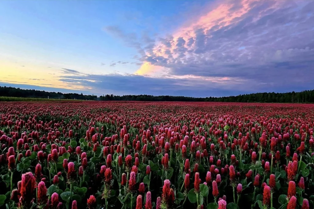 Autors: Algirdas Malakauskas