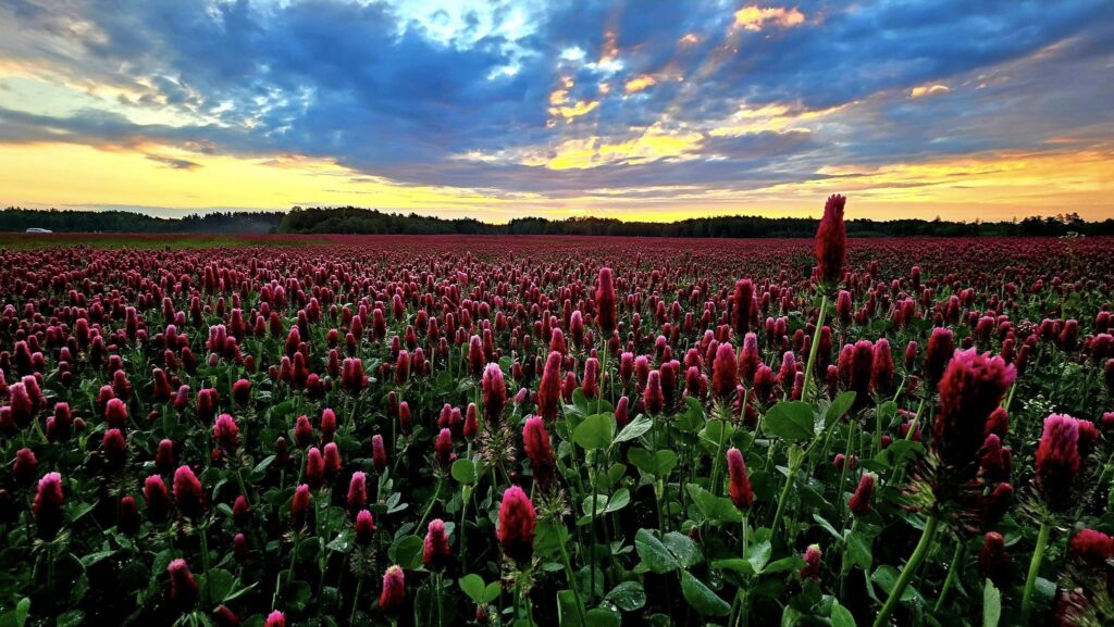 Autors: Algirdas Malakauskas