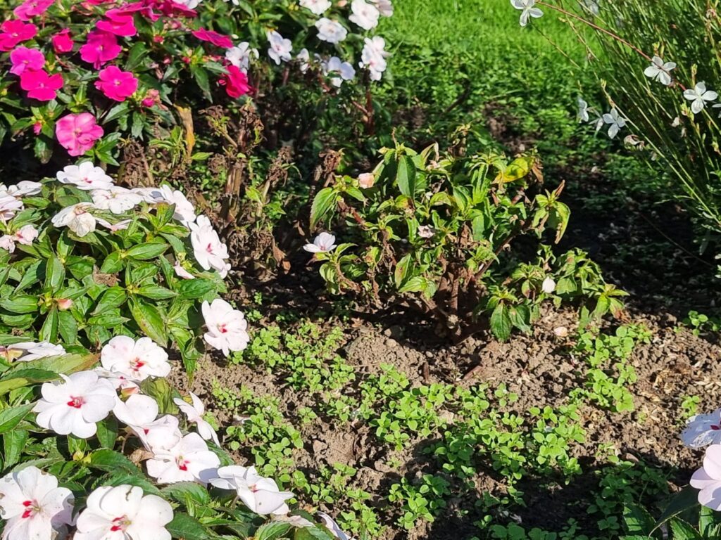 Autors: www.bauskasdzive.lv