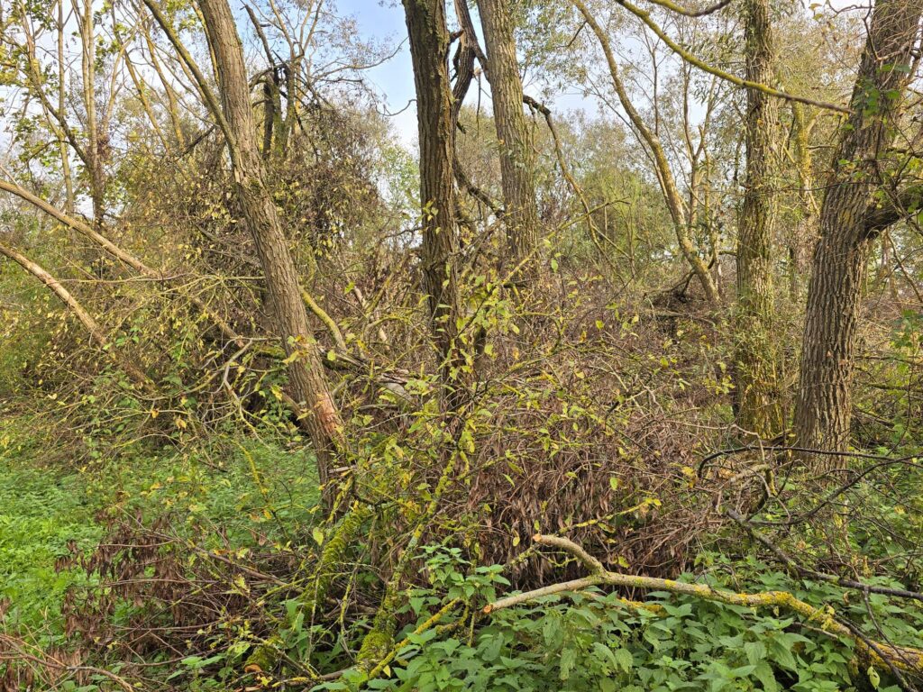 Autors: www.bauskasdzive.lv