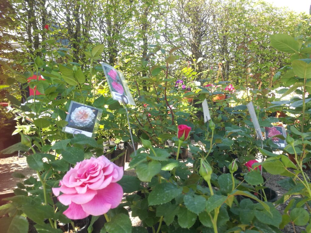 Autors: Kristīne Sēnele