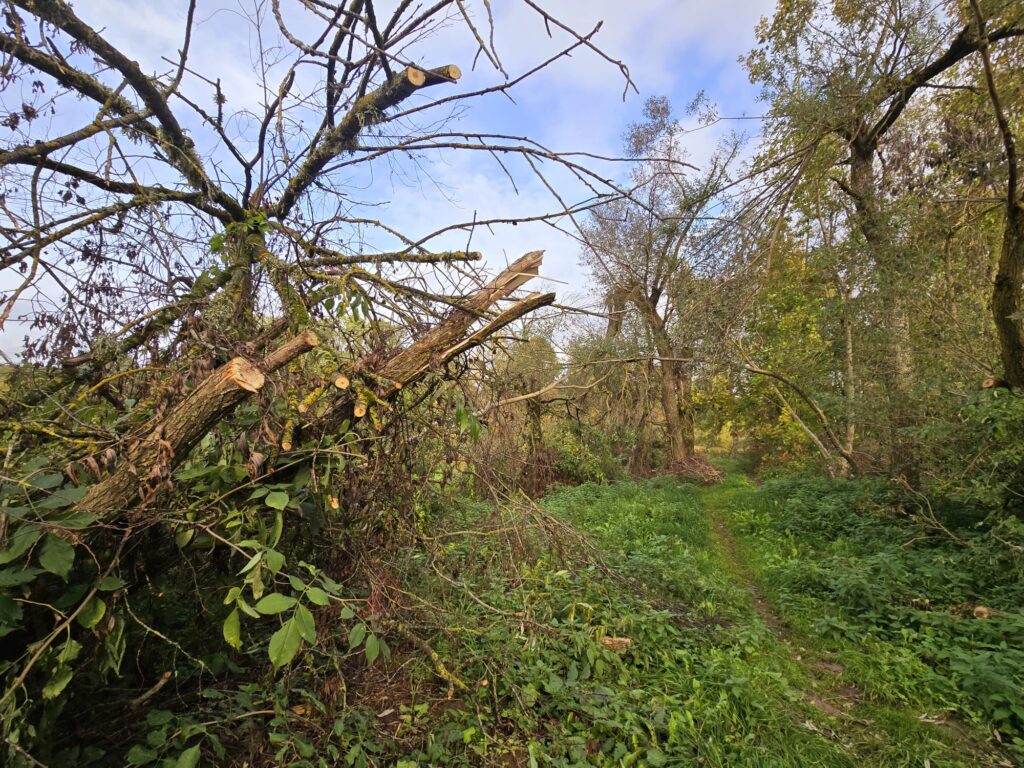 Autors: www.bauskasdzive.lv