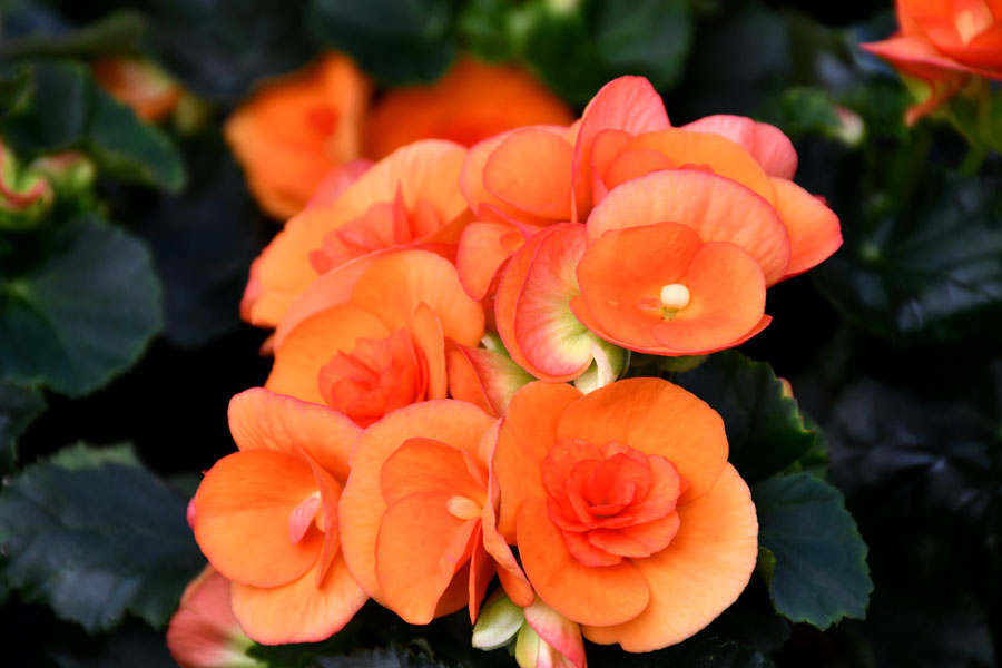 Ja balkons ēnas pusē, var izvēlēties solēnijas.
Autors: Foto – Ivars Bogdanovs