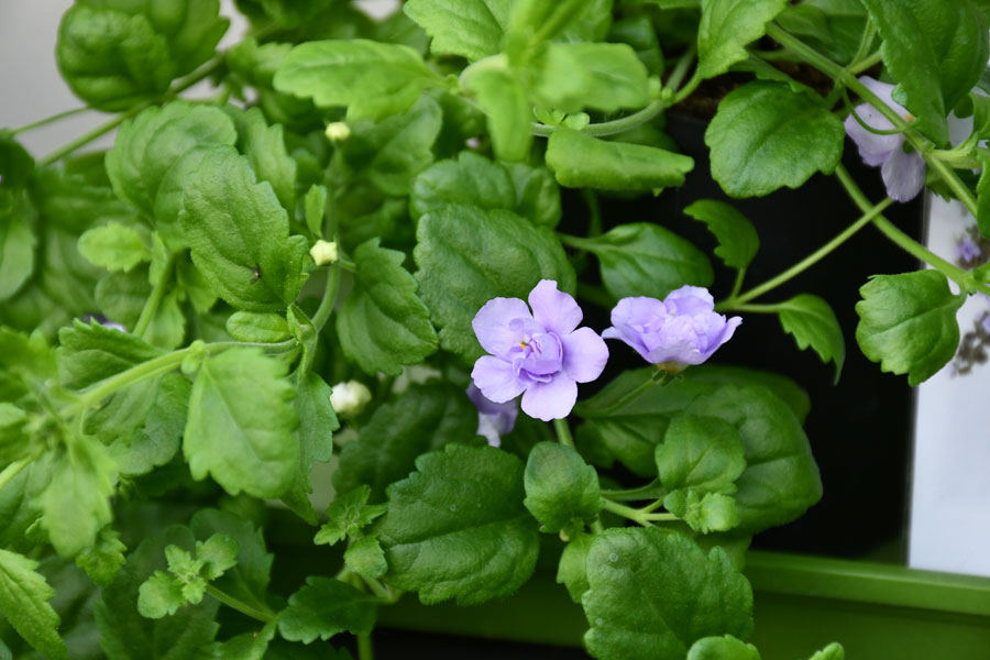 Bakopas pielāgosies arī ēnainākām vietām. 
Autors: Foto – Ivars Bogdanovs