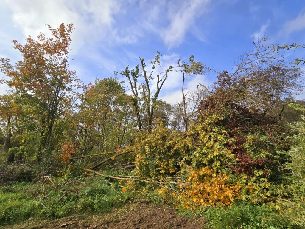 Autors: www.bauskasdzive.lv