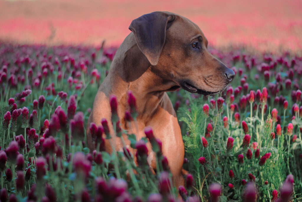 Autors: Raminta Šabūnaitė