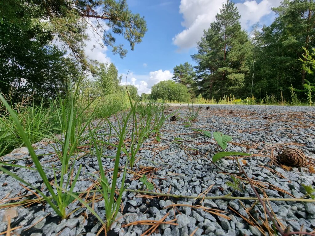 Autors: www.bauskasdzive.lv