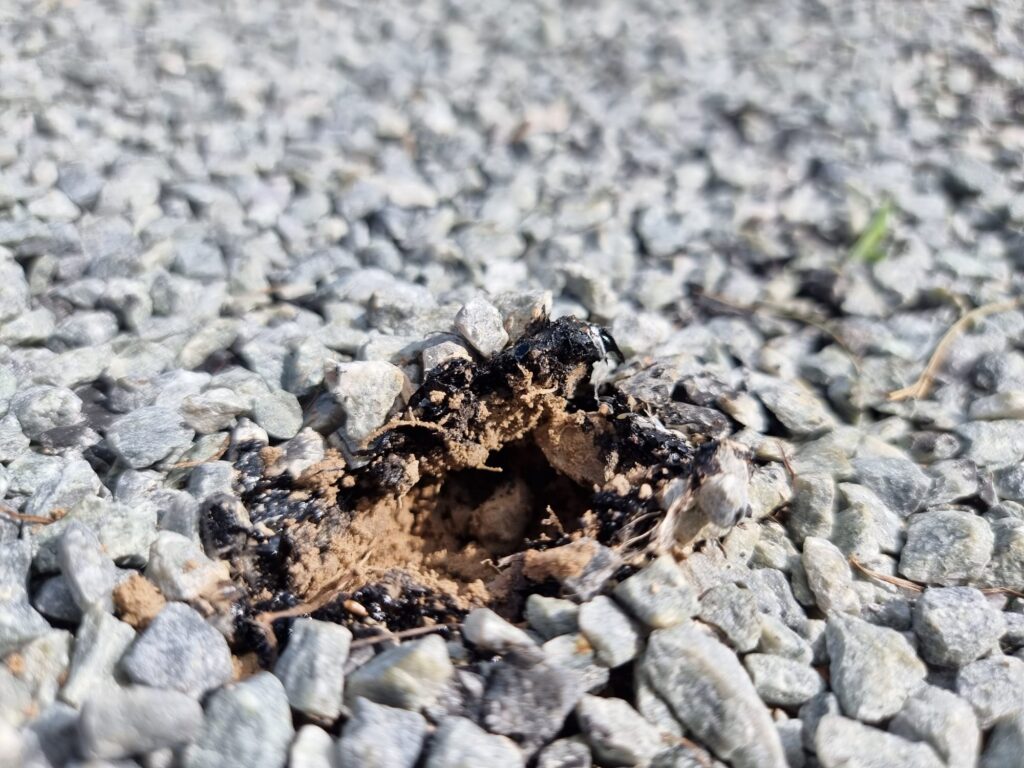 Autors: www.bauskasdzive.lv