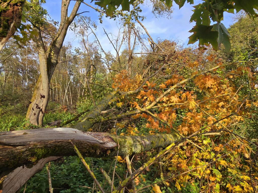 Autors: www.bauskasdzive.lv