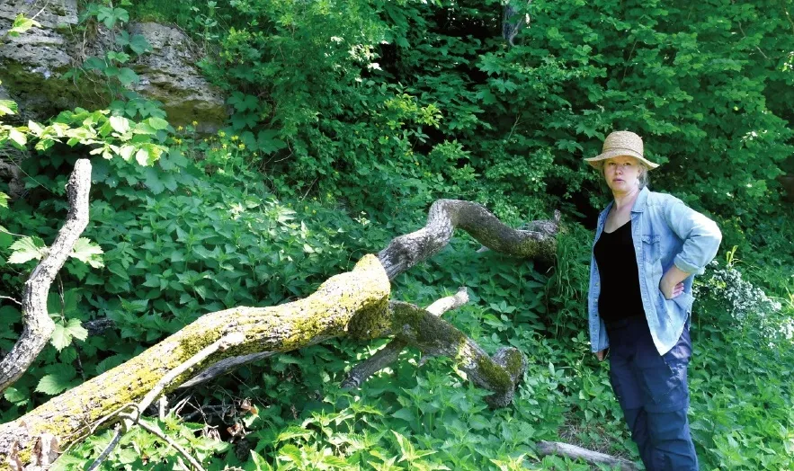 Aluksniesiem.lv raksta attēla aizvietotājs