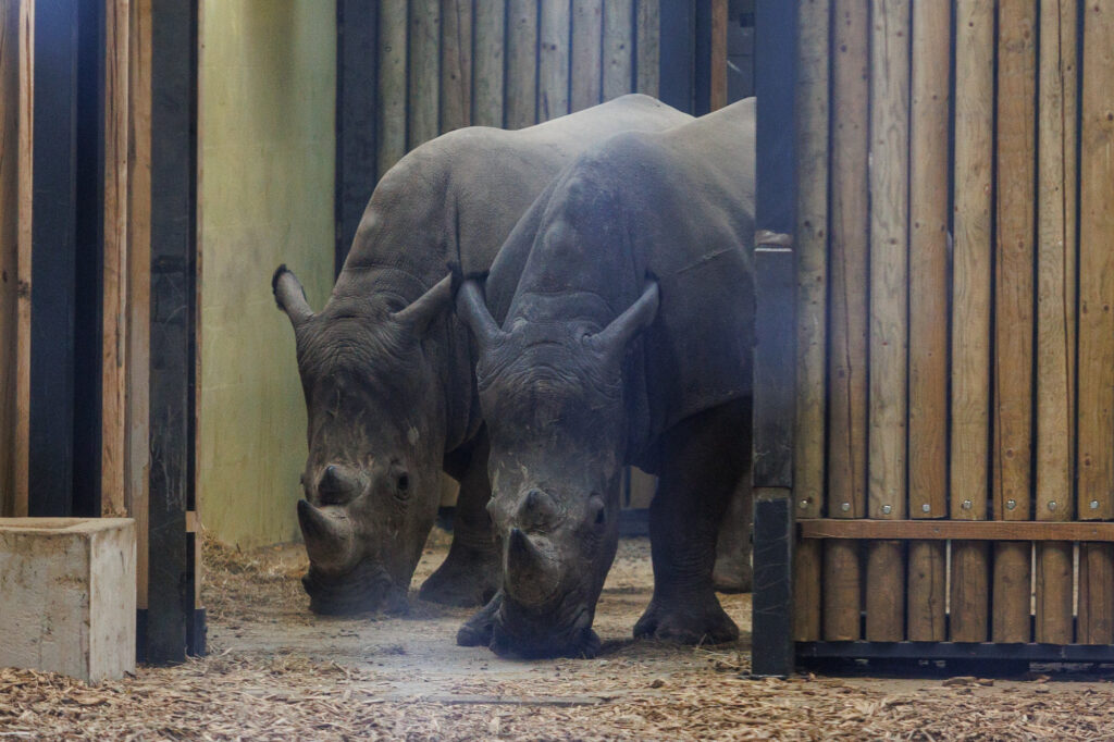 Autors: kaunas.kasvyksta.lt/R.Tenio