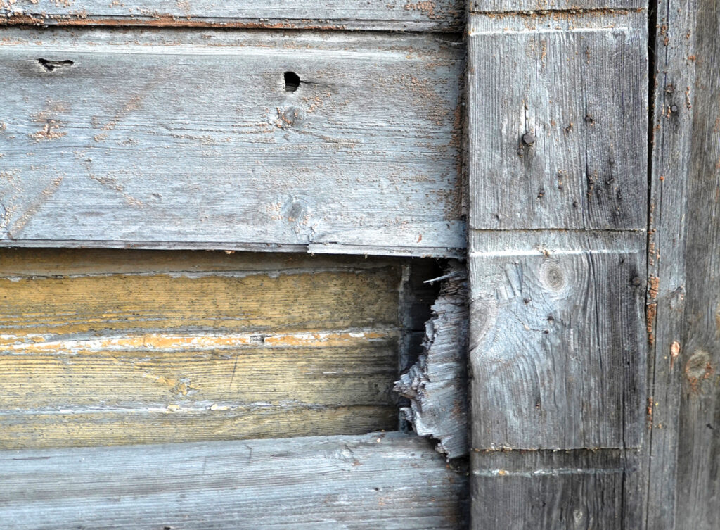 Ēkas rietumu spārna rietumu sienas fragments, kurā zem izlauzta vēlāka apšuvuma dēļa redzams oriģinālais sākotnējās baļķu sienas krāsojums. 
Autors: Foto – D. Bruģis