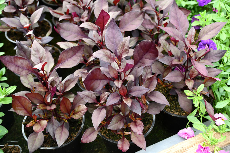 Autors: Foto – Ivars Bogdanovs