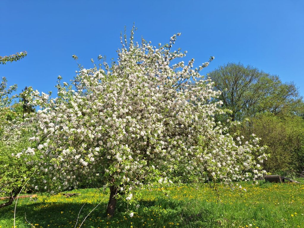 Aluksniesiem.lv raksta attēla aizvietotājs