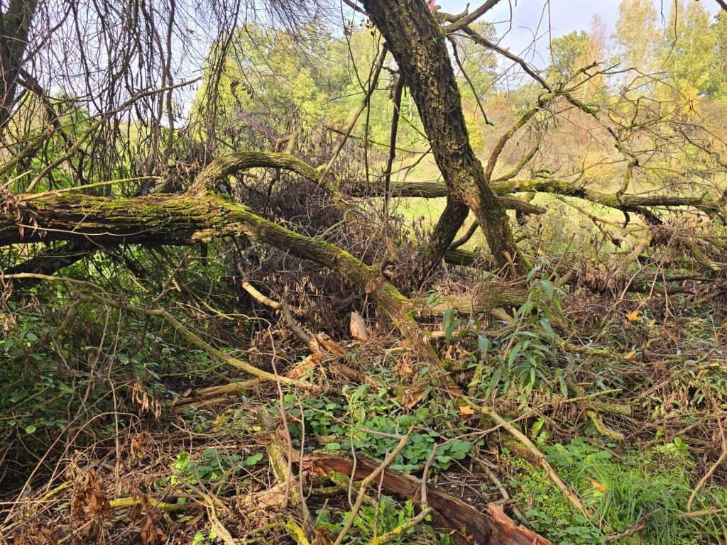 Autors: www.bauskasdzive.lv