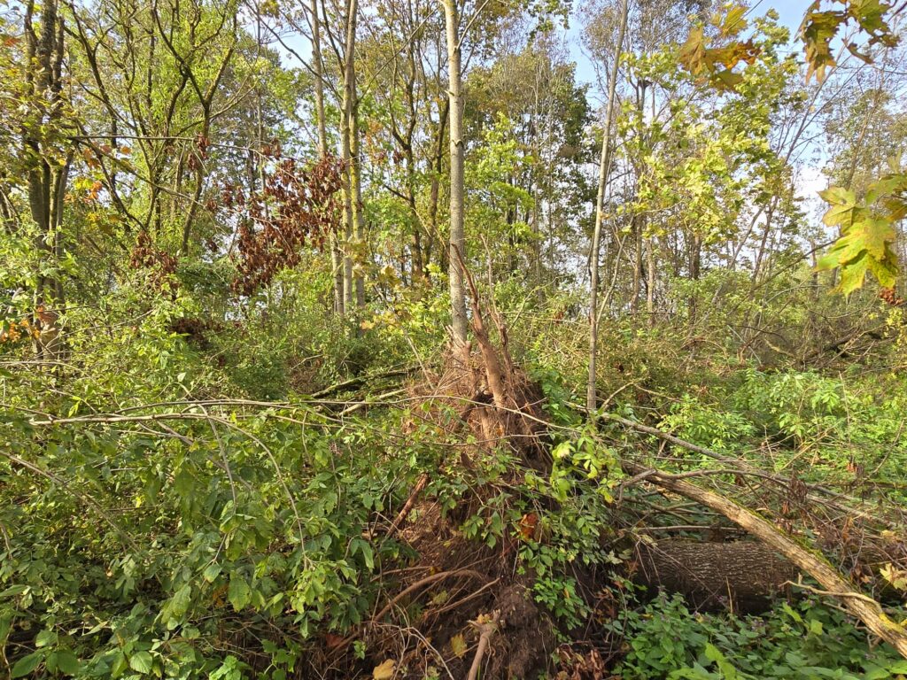 Autors: www.bauskasdzive.lv