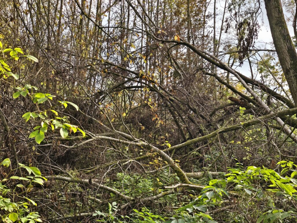 Autors: www.bauskasdzive.lv