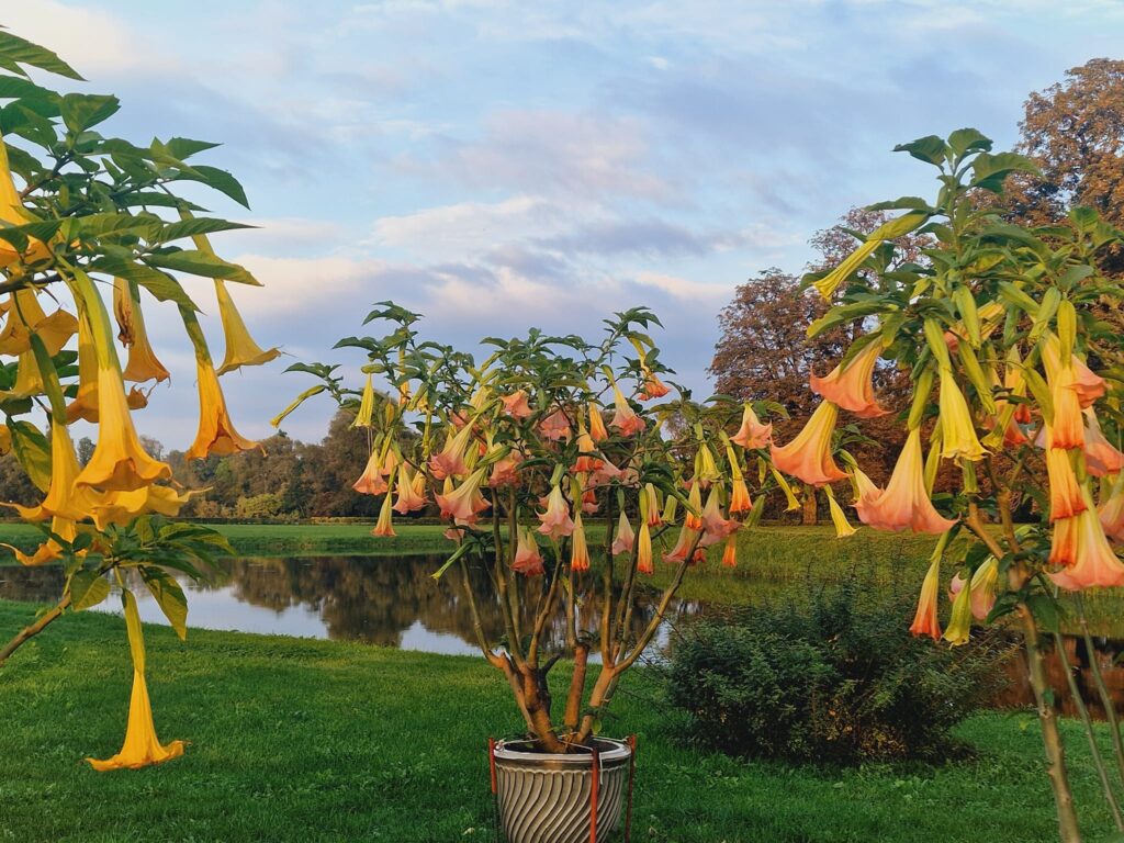 Autors: Ļena Brazjule