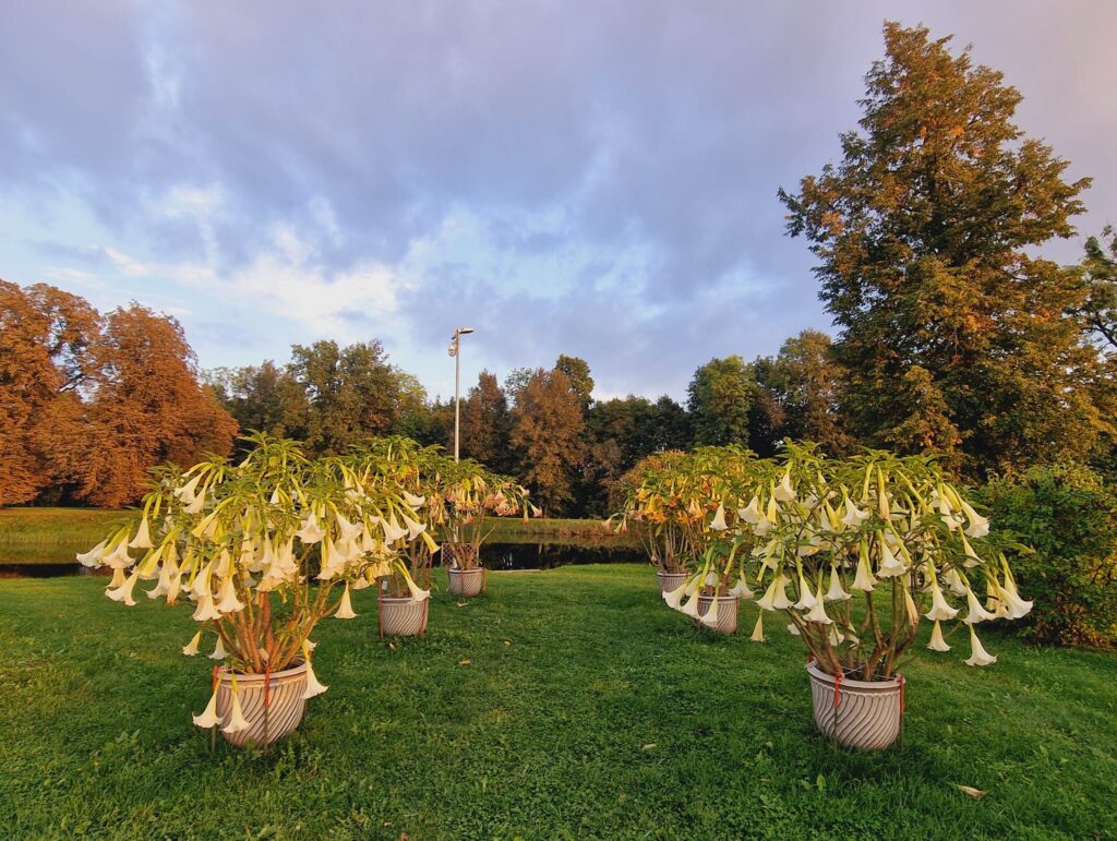 Autors: Ļena Brazjule