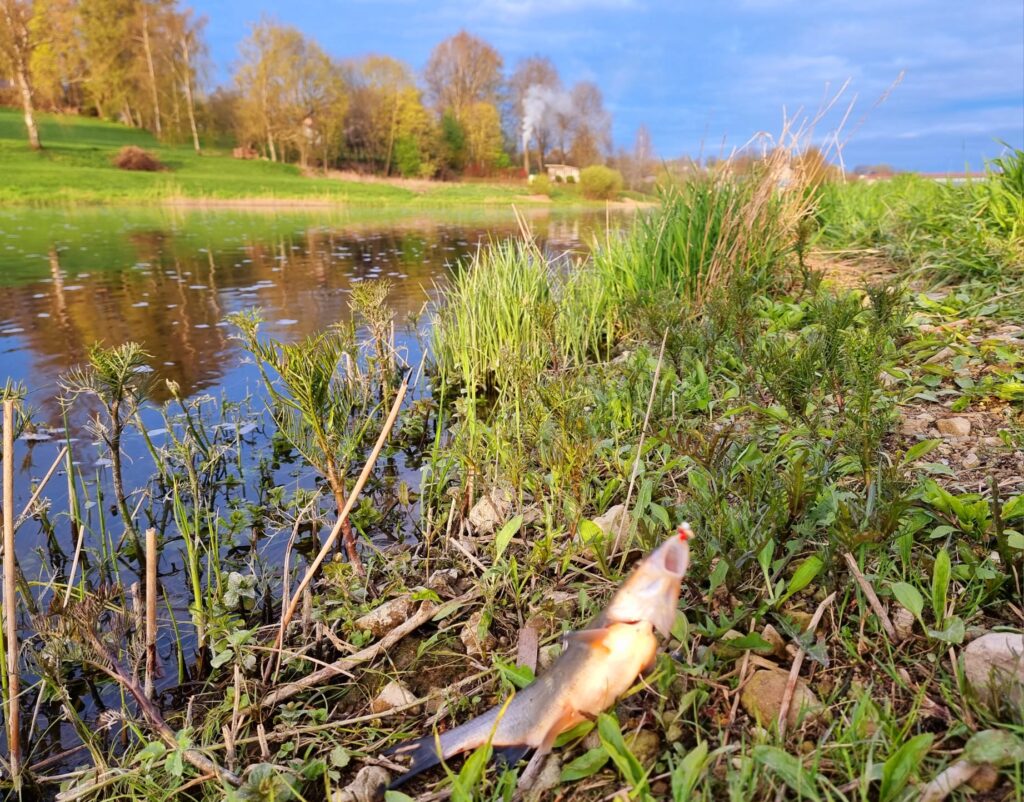 Autors: www.bauskasdzive.lv