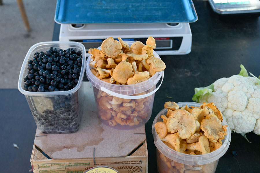 Meža veltes - no sēnēm tikai gailenes.
Autors: Ivars Bogdanovs