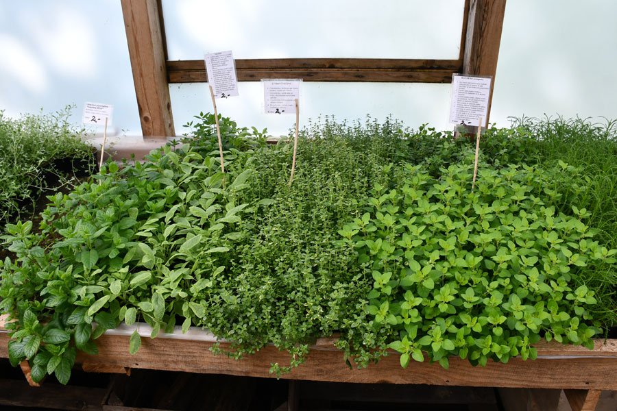 Balkons kā mazdārziņš, un tur noteikti atradīsies vieta garšaugiem. 
Autors: Foto – Ivars Bogdanovs