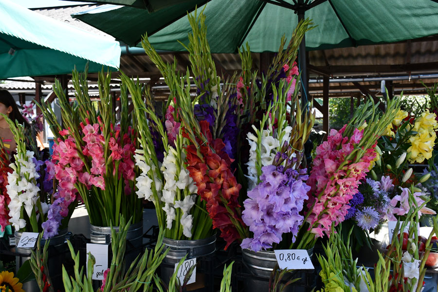 Gladiolu laiks tirgū.
Autors: Ivars Bogdanovs
