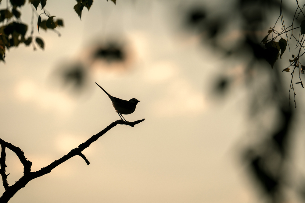 Putna siluets, fotografēts no Kaņiera pilskalna putnu vērošanas torņa. 
Autors: Foto no Ievas Segliņas personiskā albuma.