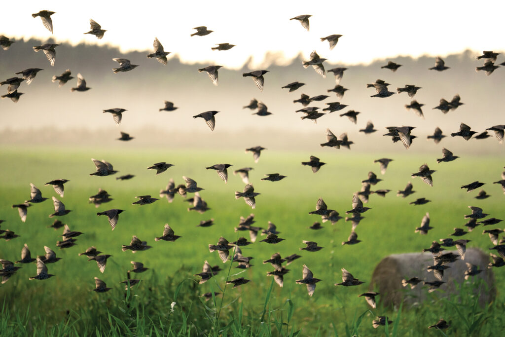Mājas strazdi migrācijas laikā Kalngales laukos.   
Autors: Foto no Ievas Segliņas personiskā albuma.
