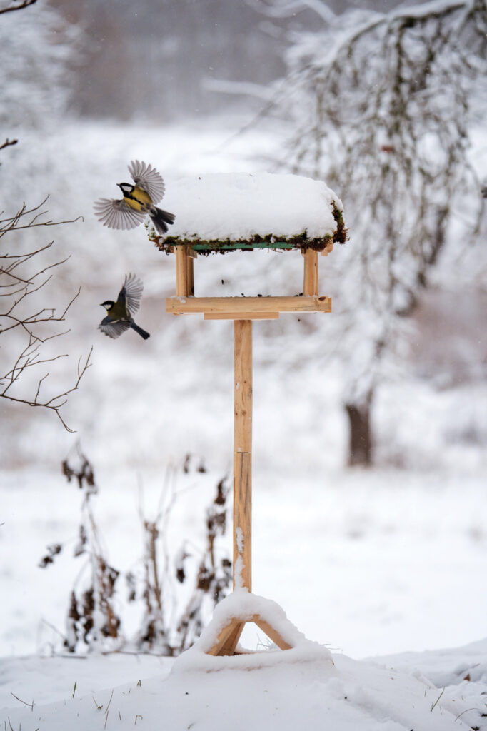 Putnu barotava Ievas lauku mājas dārzā Brunavā. 
Autors: Foto no Ievas Segliņas personiskā albuma.