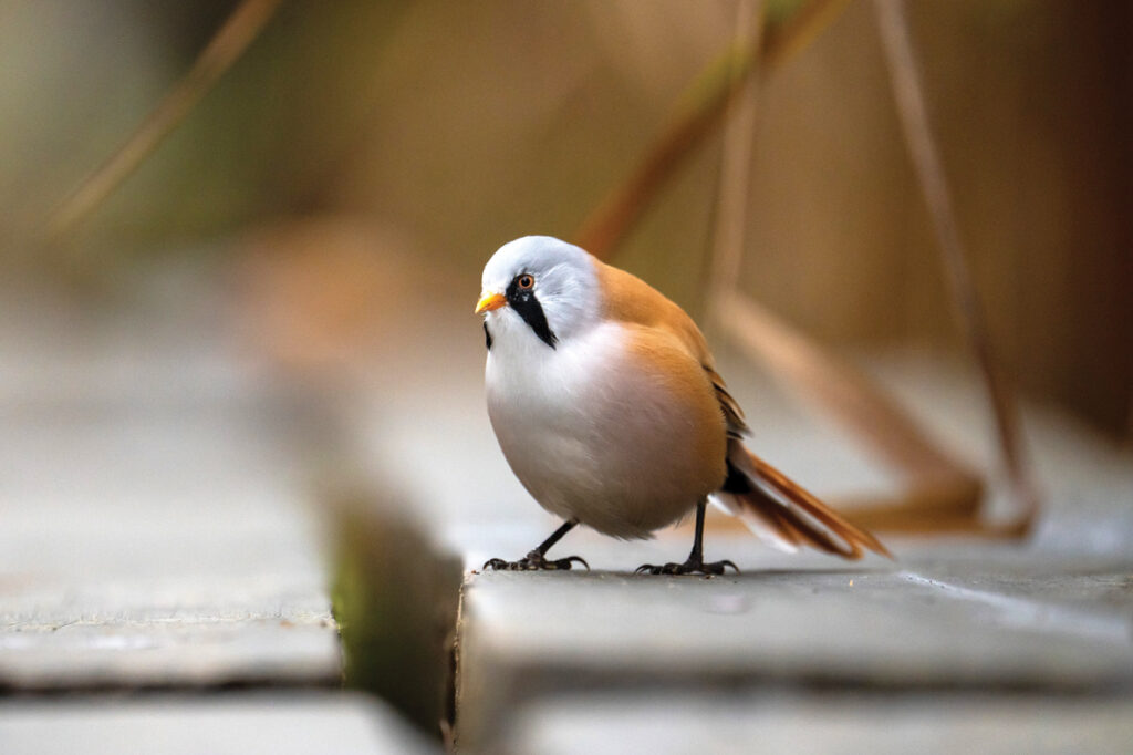 Bārdzīlīte uz Kaņiera ezera niedrāja laipas.
Autors: Foto no Ievas Segliņas personiskā albuma.