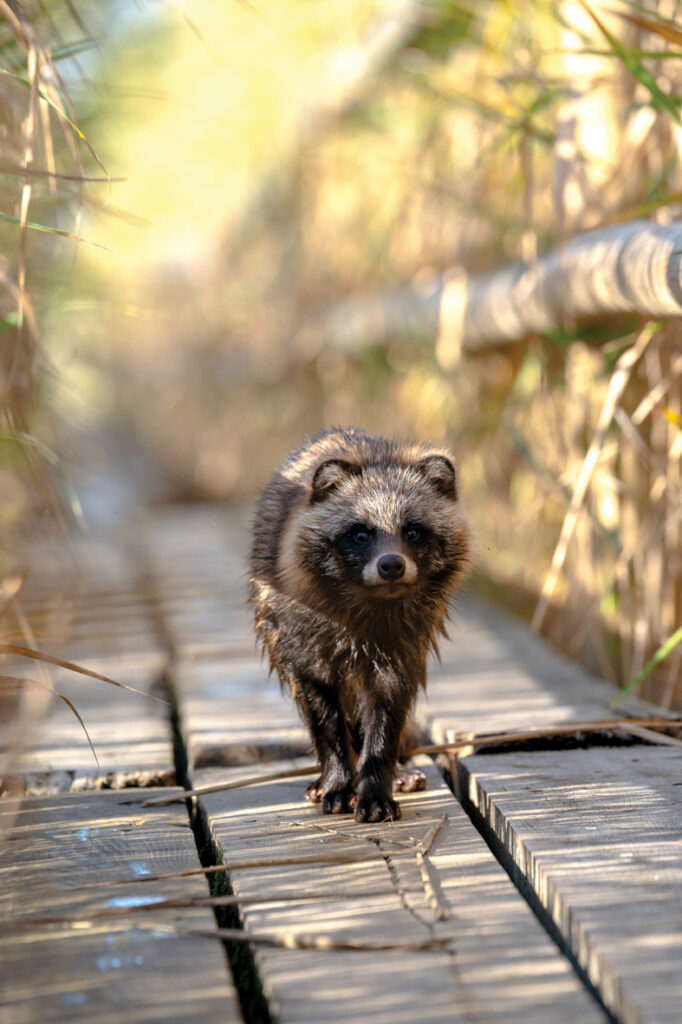 Jenotsuns, satikts turpat, kur bārdzīlītes, uz Kaņiera laipas. 
Autors: Foto no Ievas Segliņas personiskā albuma.