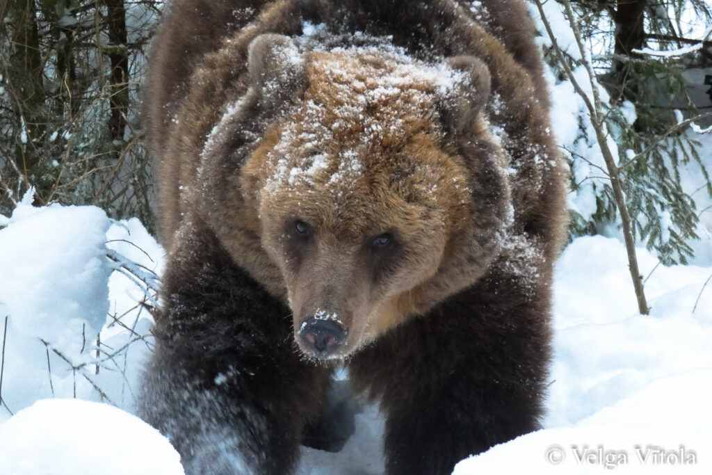 Autors: Foto: Velga Vītola
