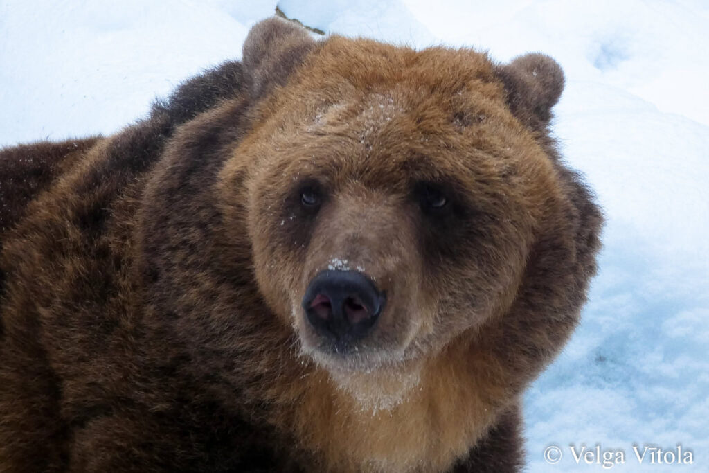 Autors: Foto: Velga Vītola