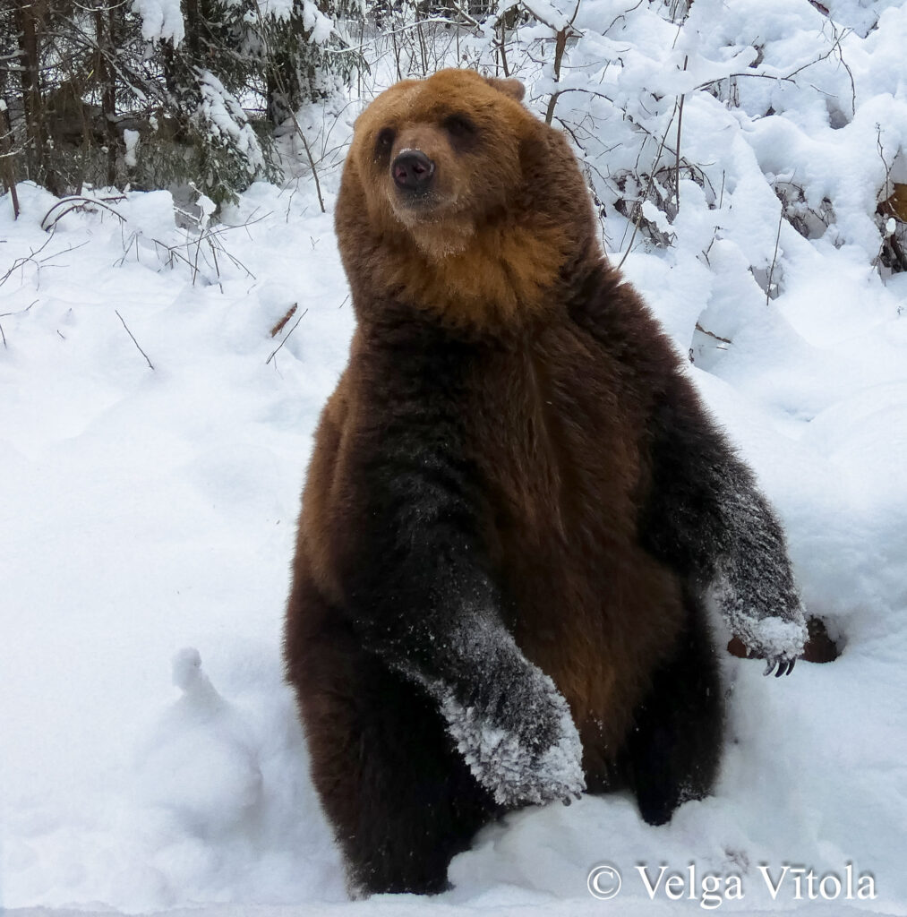 Autors: Foto: Velga Vītola