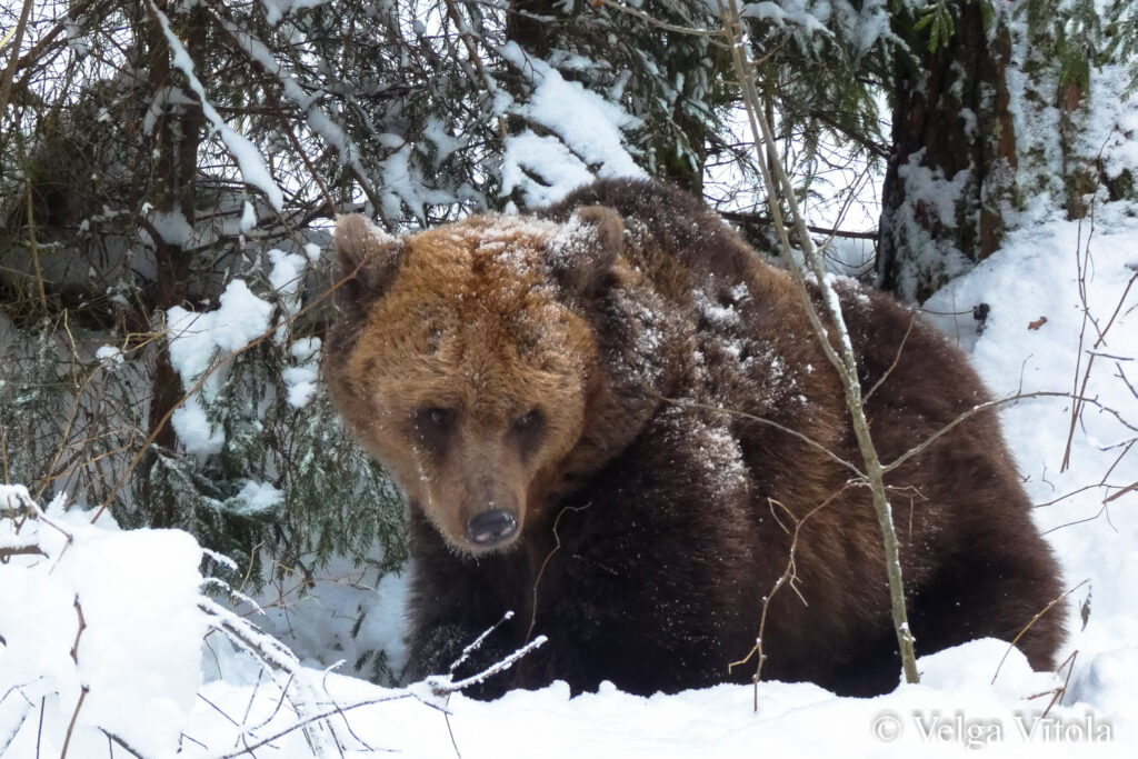 Autors: Foto: Velga Vītola
