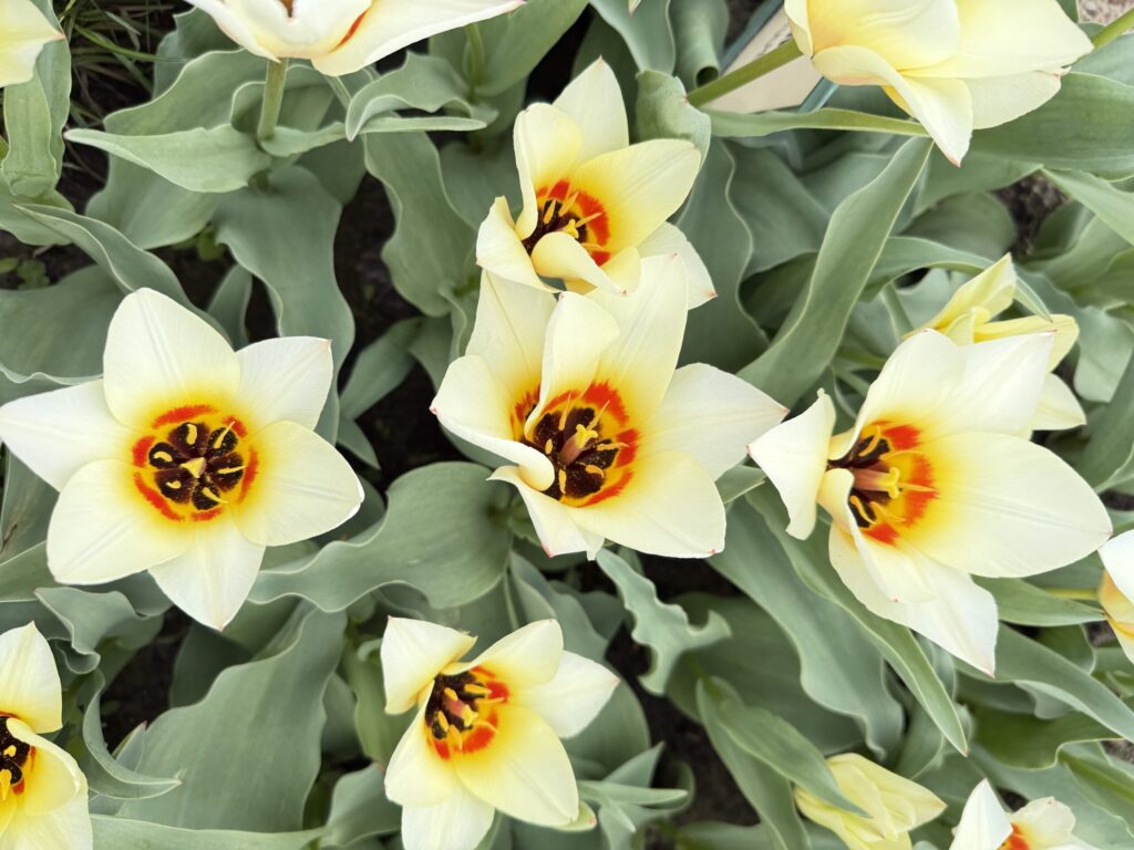 Autors: Ilze Kusiņa,  Anita Bistere