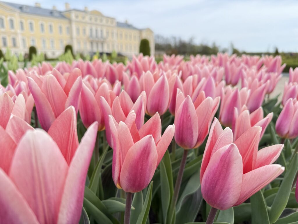 Autors: Ilze Kusiņa,  Anita Bistere