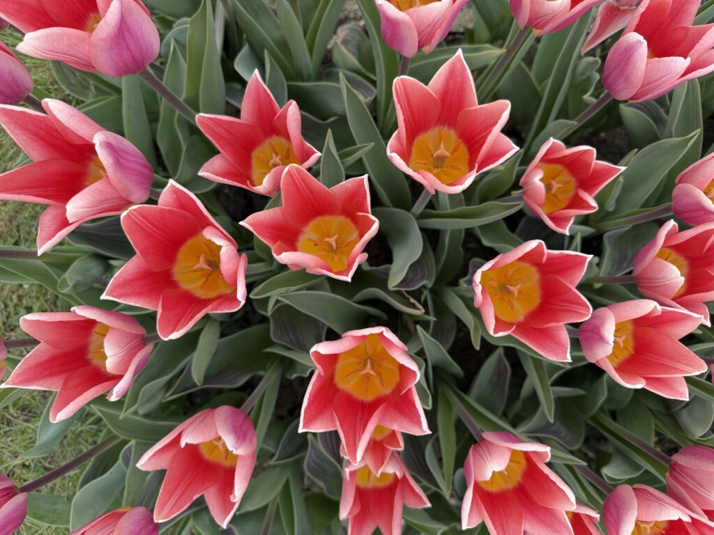 Autors: Ilze Kusiņa,  Anita Bistere