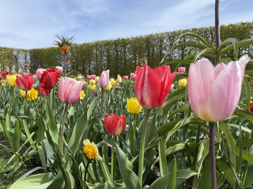 Autors: Ilze Kusiņa,  Anita Bistere
