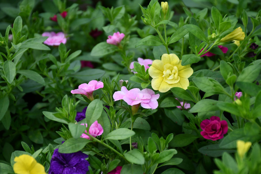 Kalibrahojas arvien ir pieprasītas. «Staros», protams, pieejamas arī pildītās.
Autors: Foto – Ivars Bogdanovs