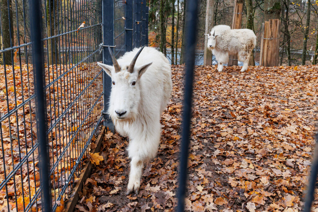 Autors: kaunas.kasvyksta.lt/R.Tenio