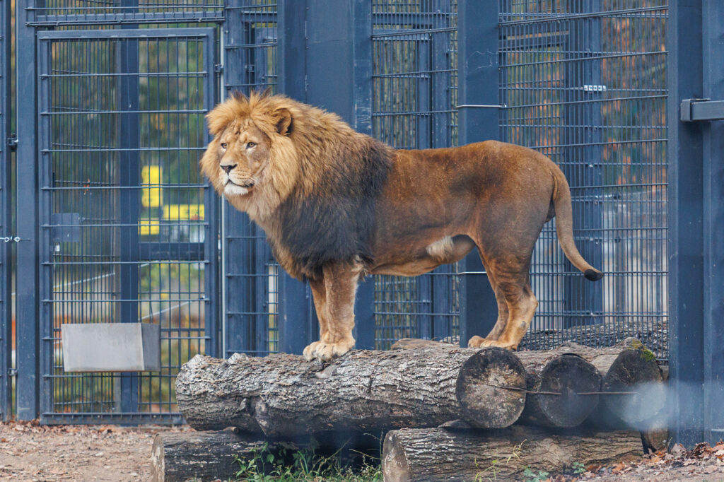 Autors: kaunas.kasvyksta.lt/R.Tenio